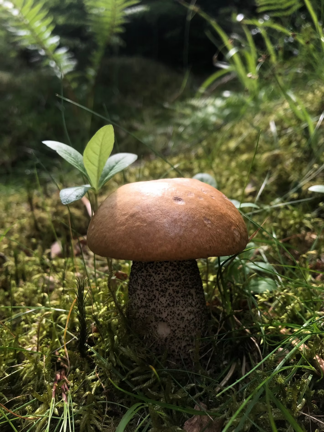 The Tree Microbiome - in brief