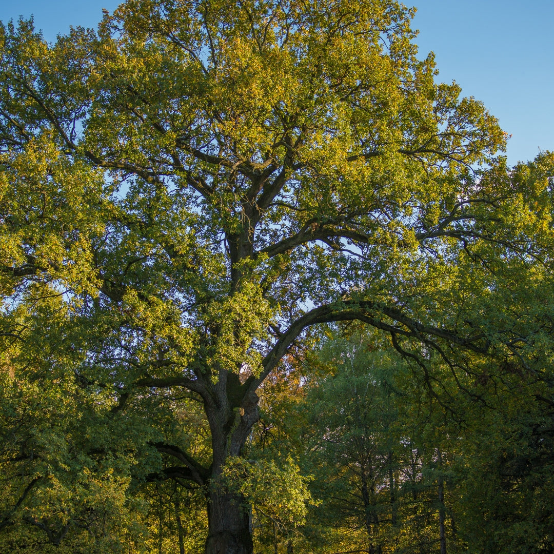 Pedunculate Oak - Quercus robur