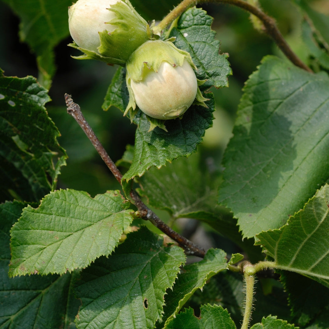 Hazel - Corylus avellana
