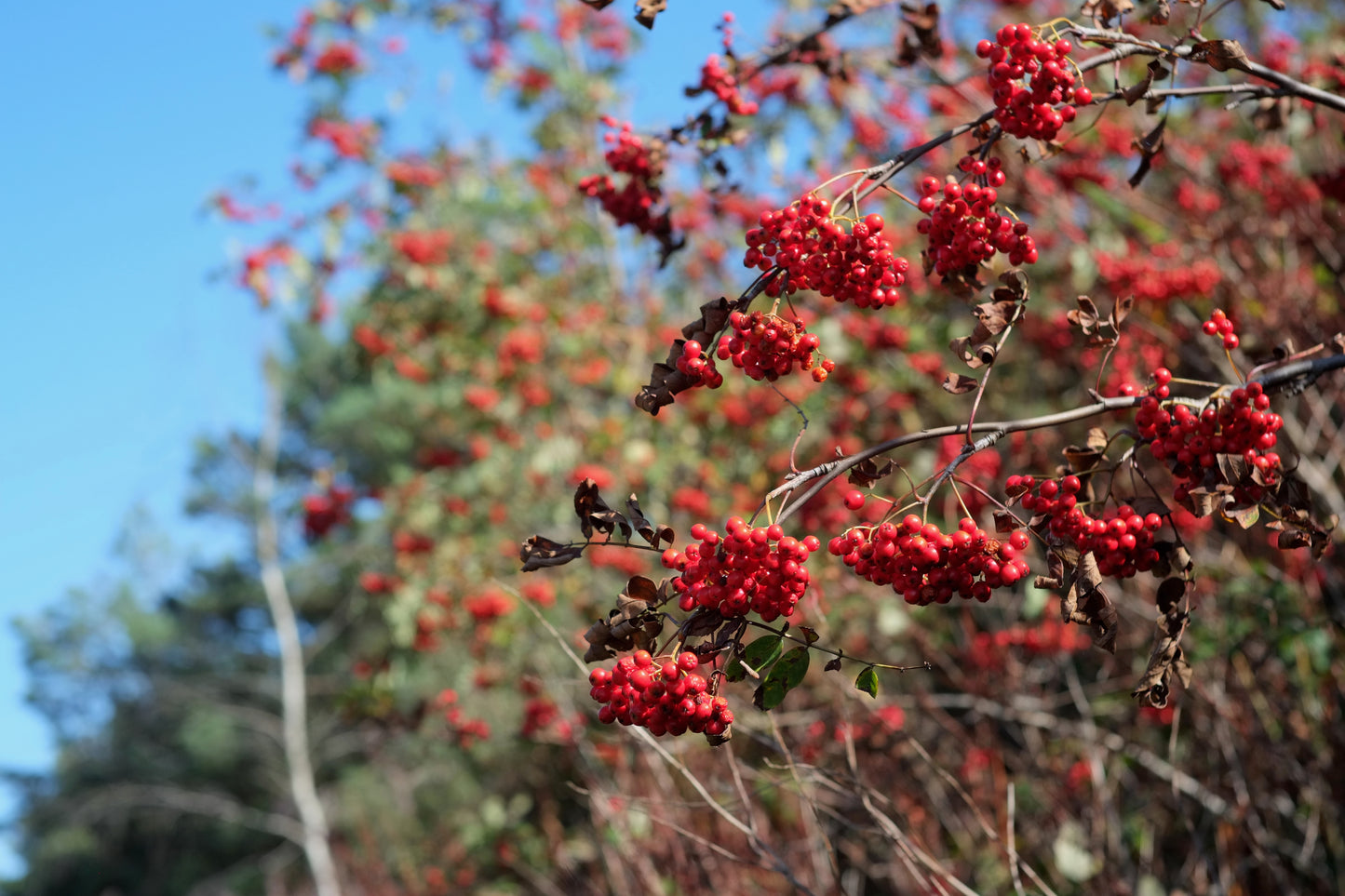 Rowan - Sorbus aucuparia