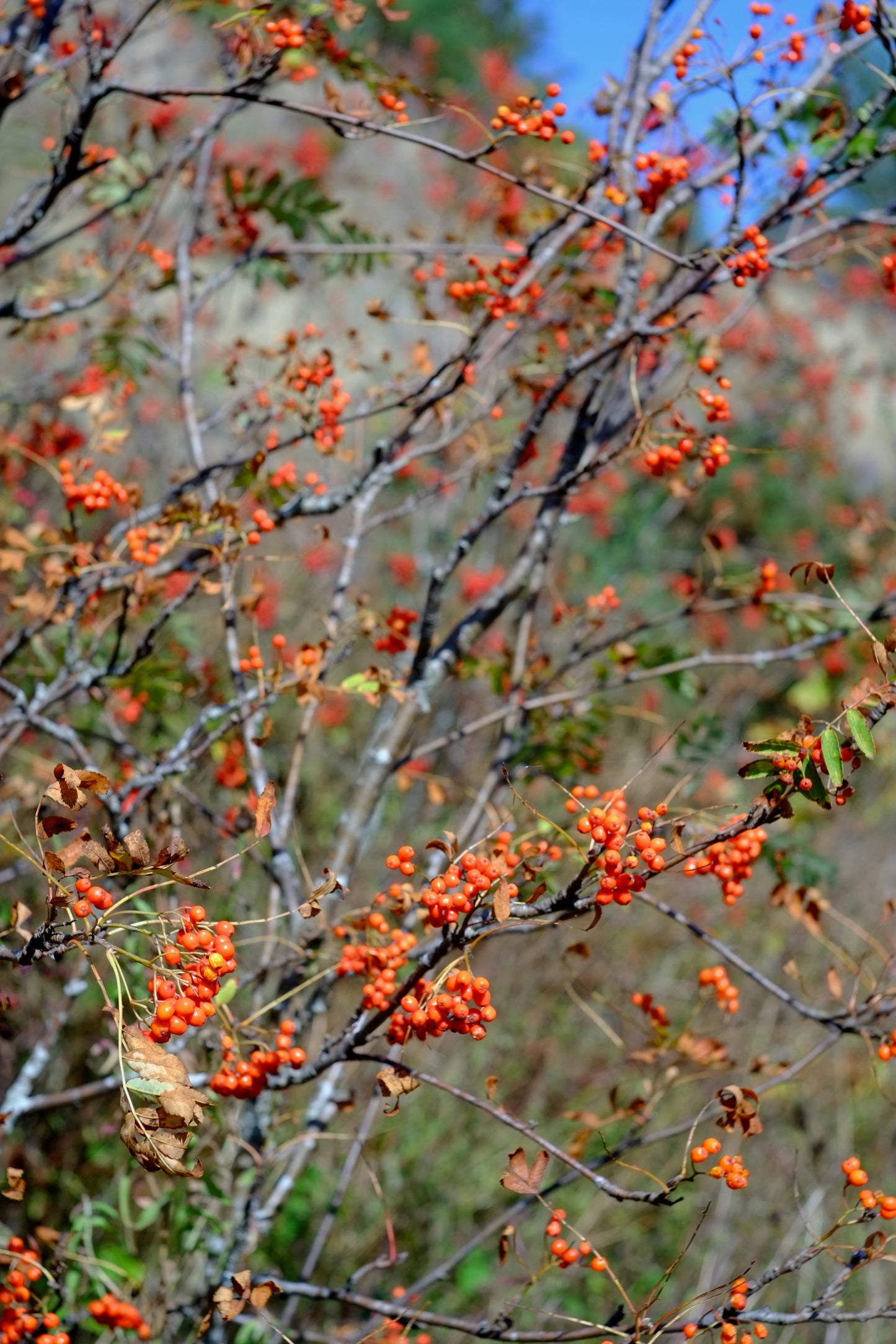 Rowan - Sorbus aucuparia