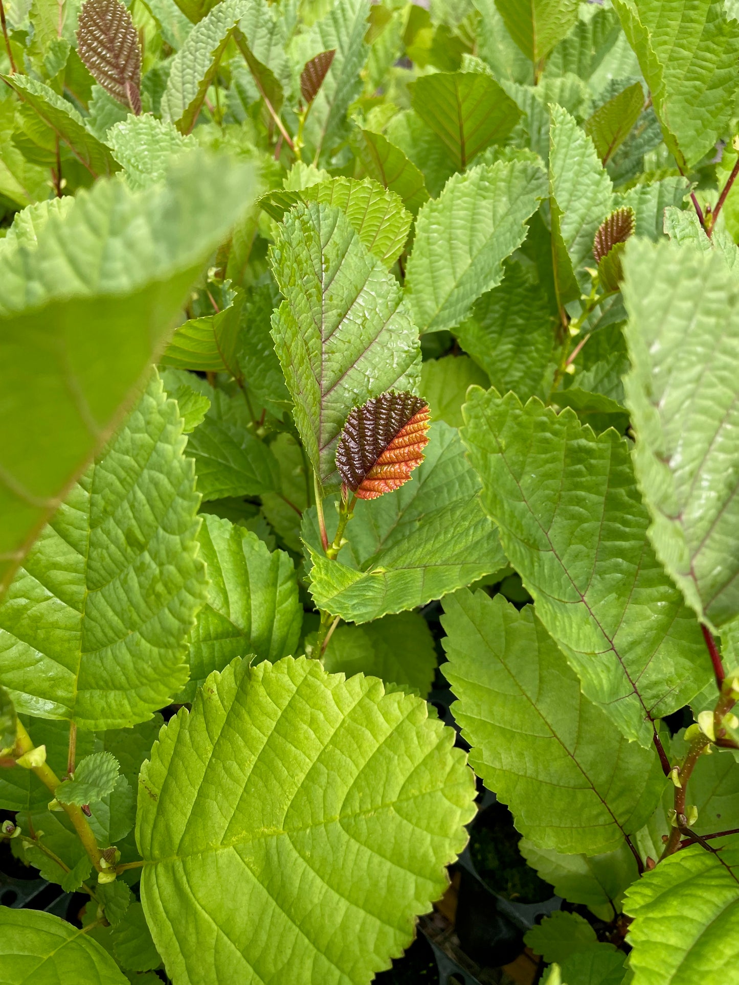 Common Alder - Alnus glutinosa