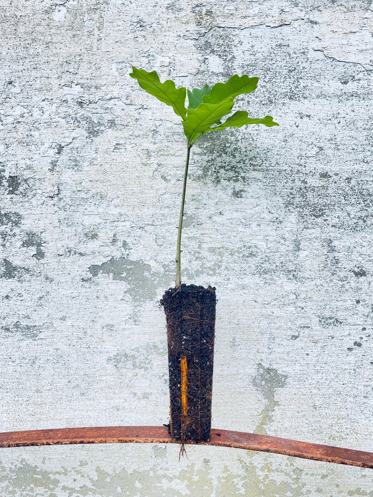 Pedunculate Oak - Quercus robur
