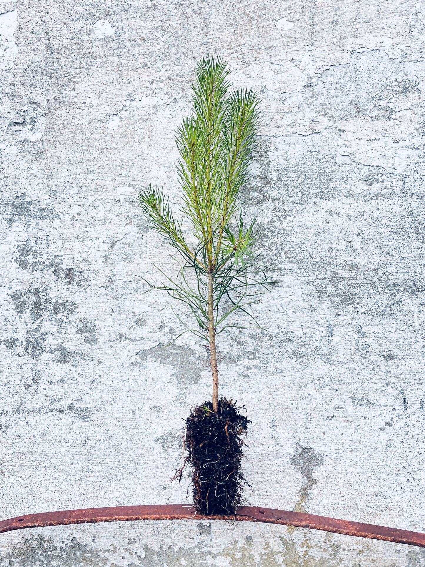 Scots Pine - Pinus sylvestris