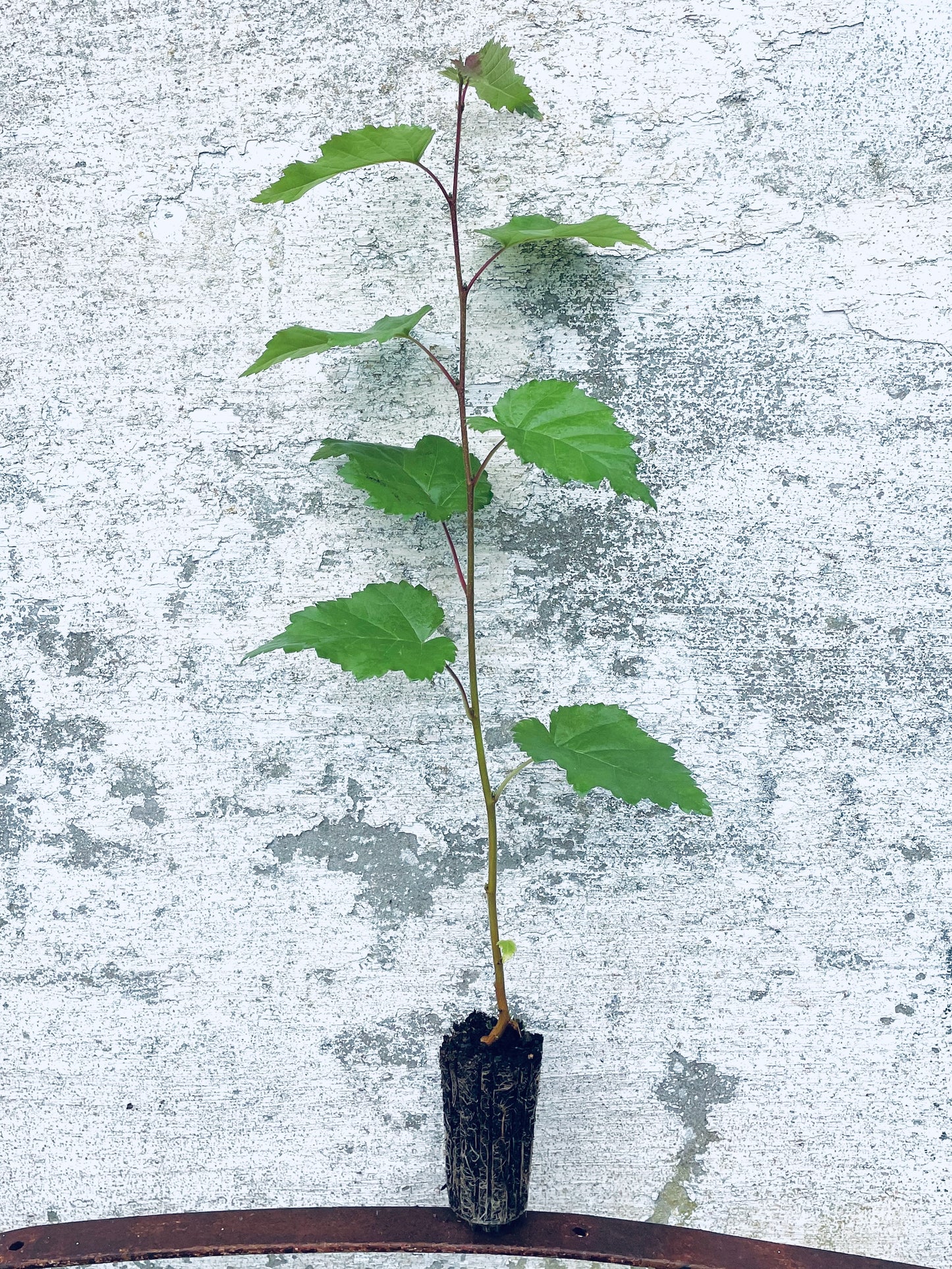 Silver Birch - Betula pendula