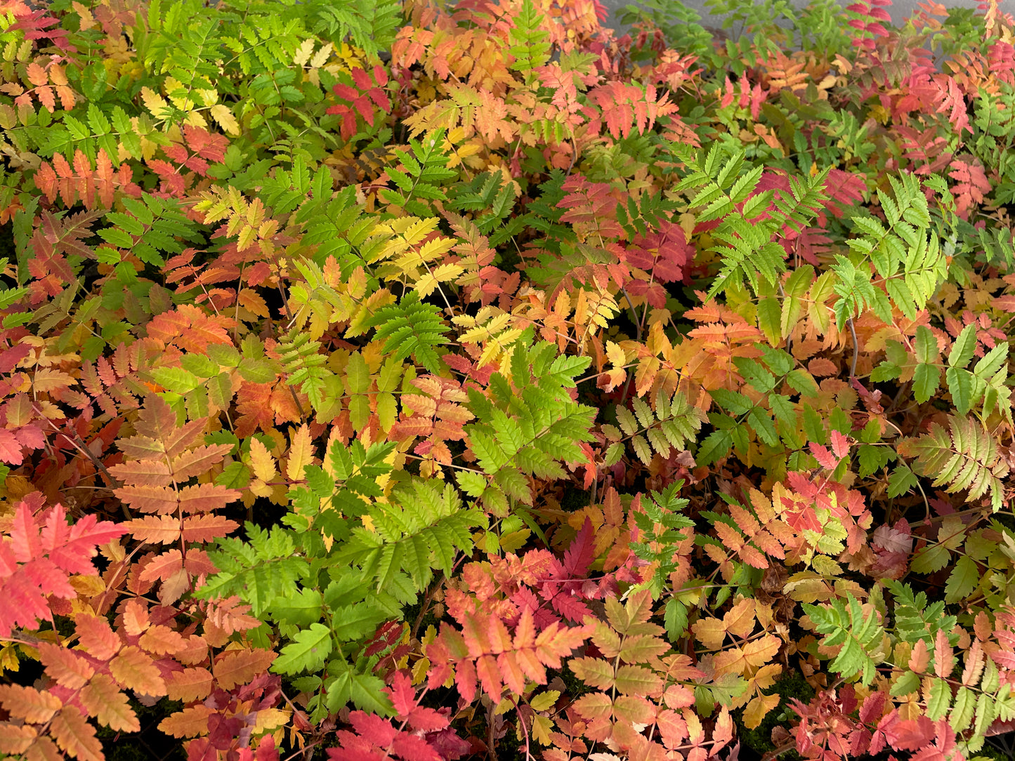 Rowan - Sorbus aucuparia