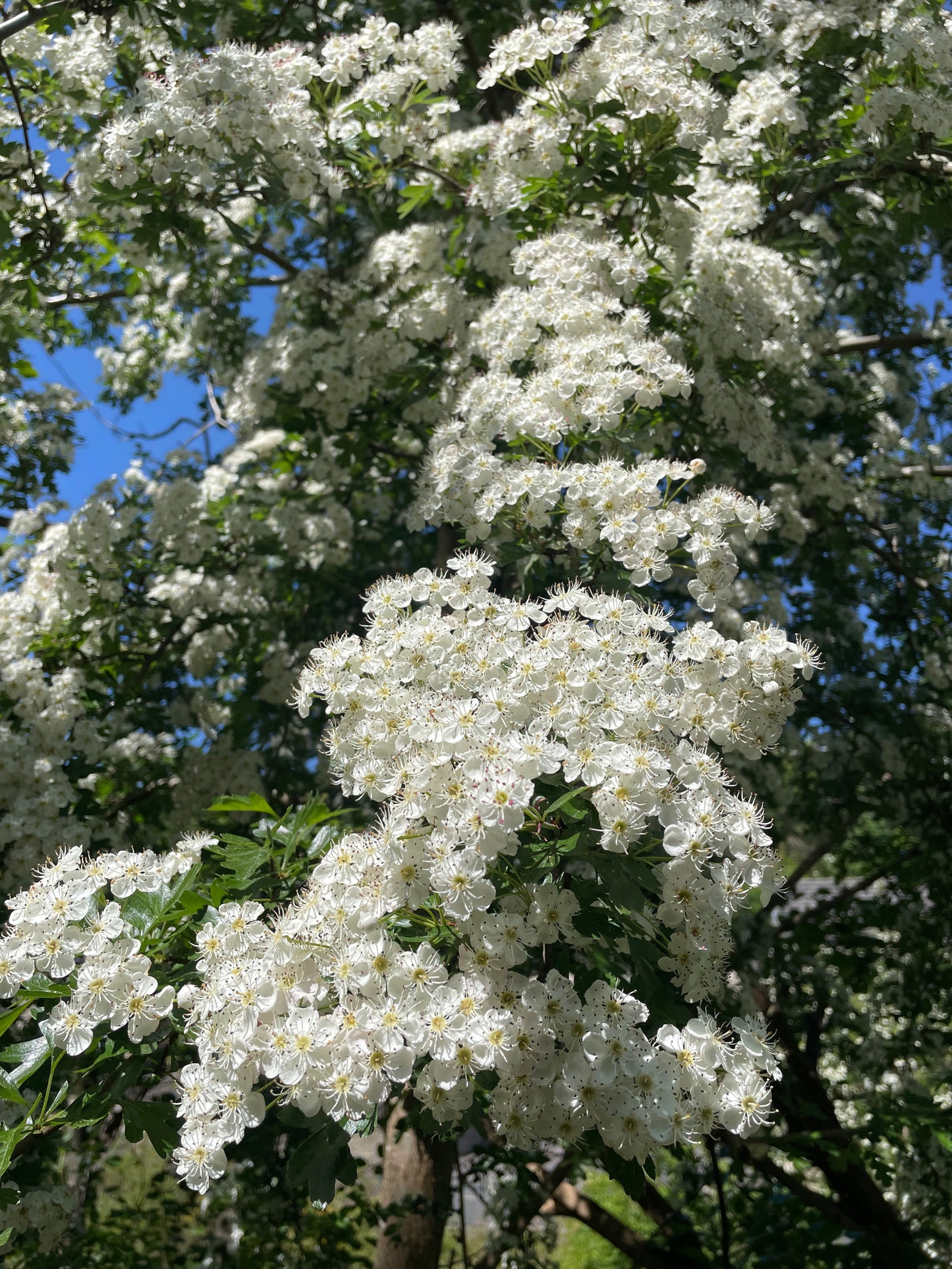 Hawthorn - Crataegus monogyna