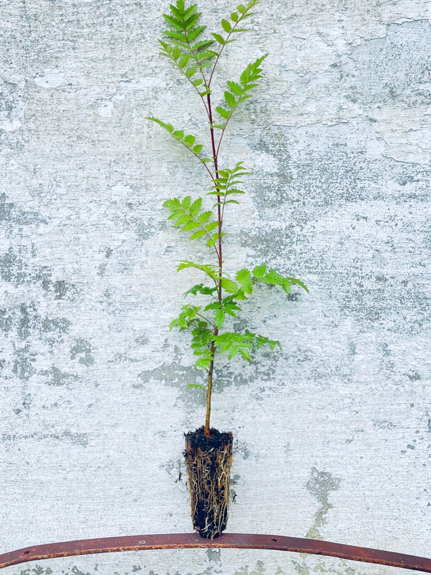Rowan - Sorbus aucuparia