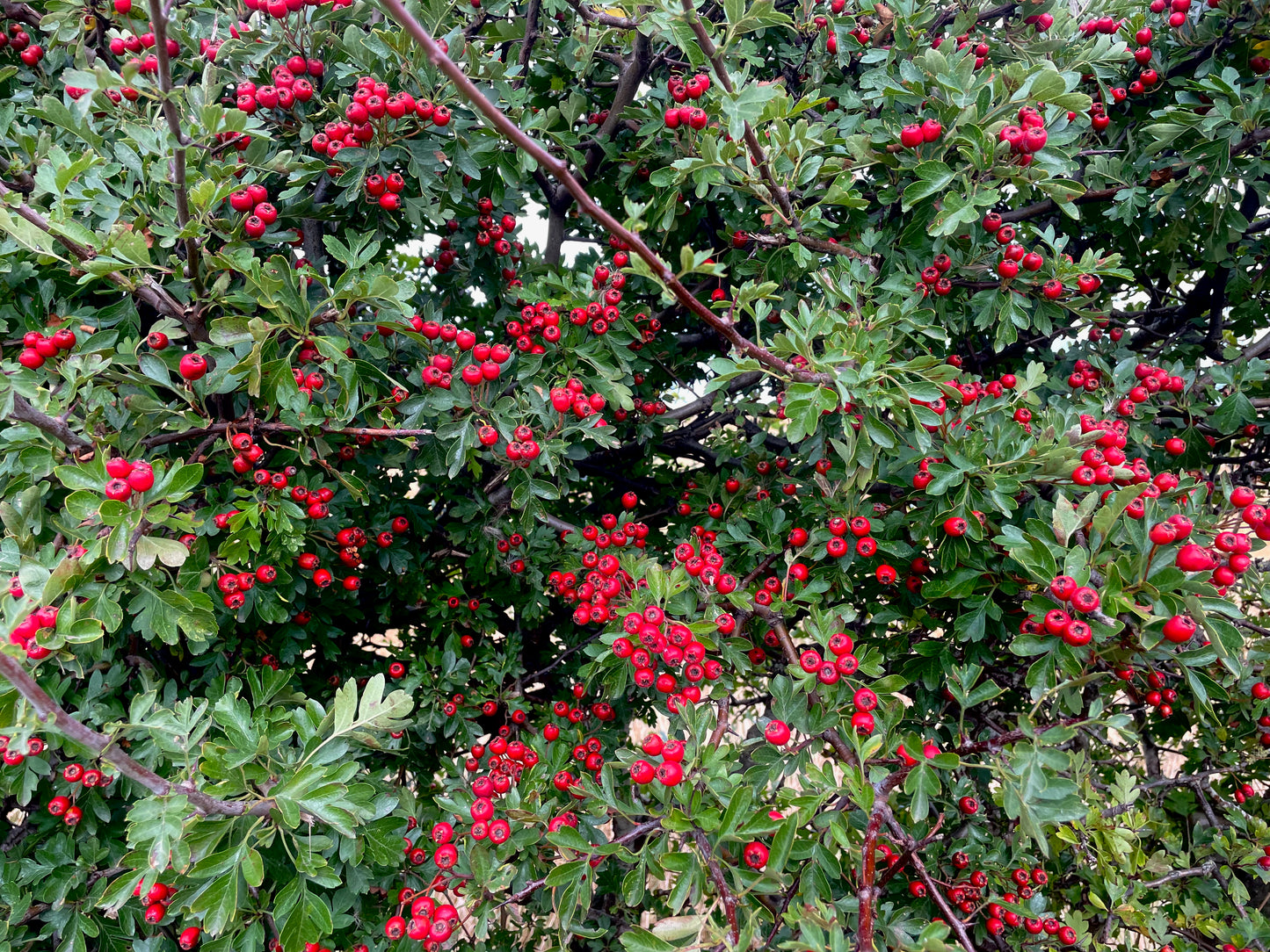 Hawthorn - Crataegus monogyna