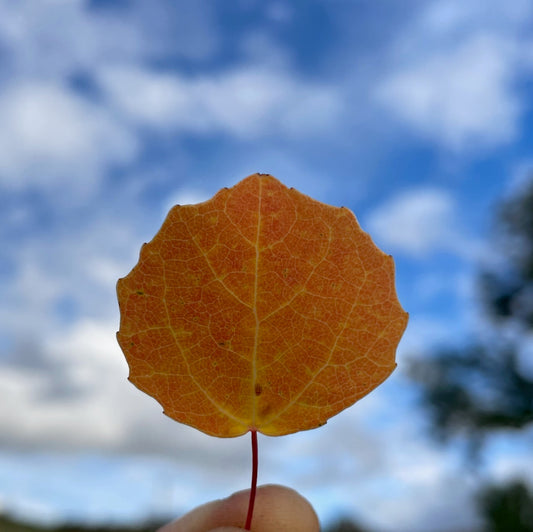 How we grow our trees
