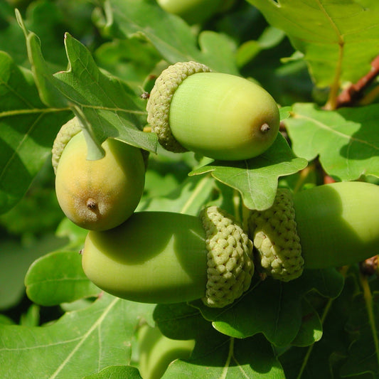 Pedunculate Oak - Quercus robur