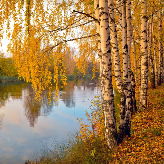 Silver Birch - Betula pendula