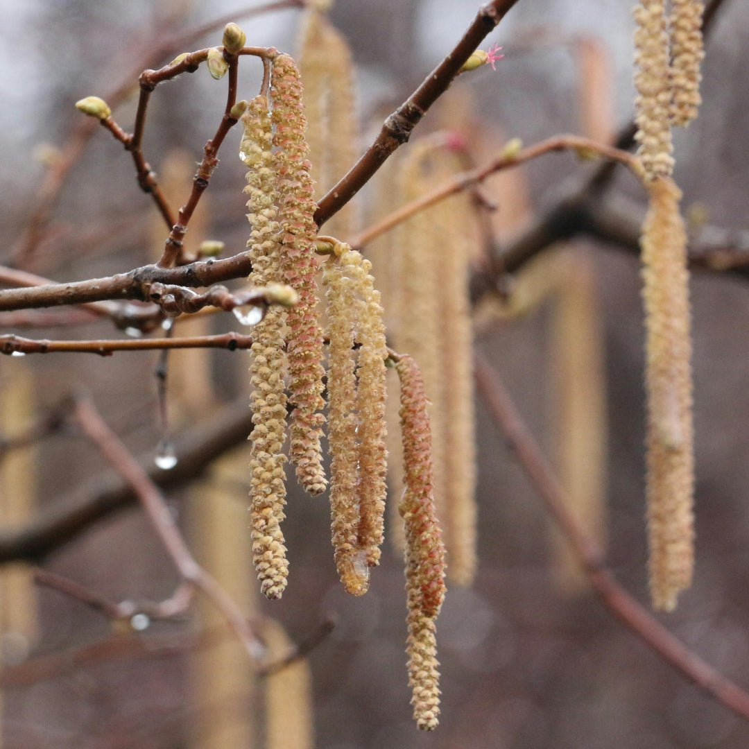 Hazel - Corylus avellana