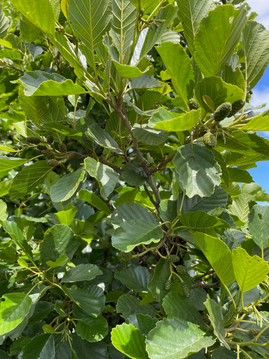 Common Alder - Alnus glutinosa