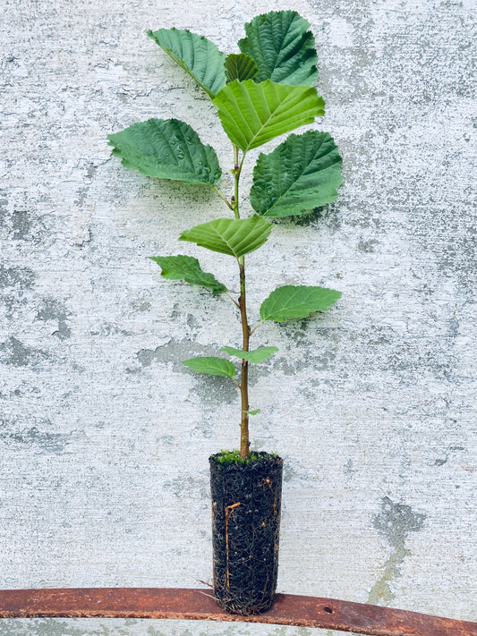 Common Alder - Alnus glutinosa