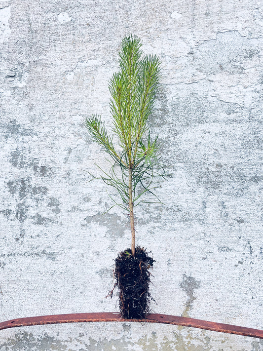 Scots Pine - Pinus sylvestris