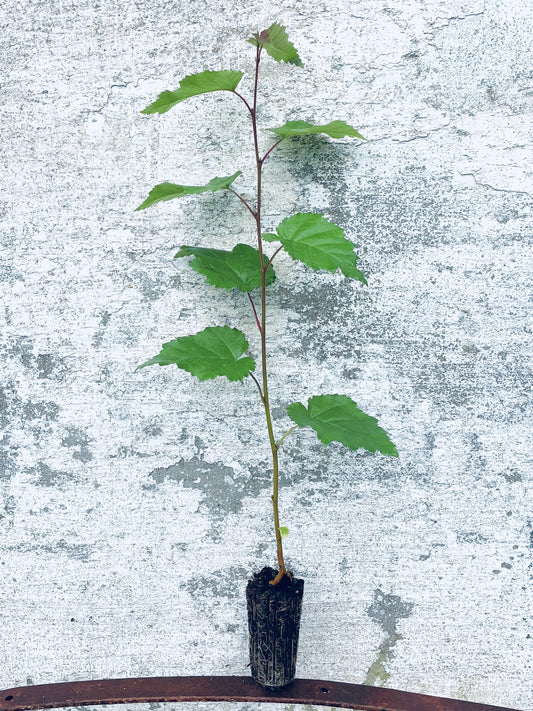 Silver Birch - Betula pendula