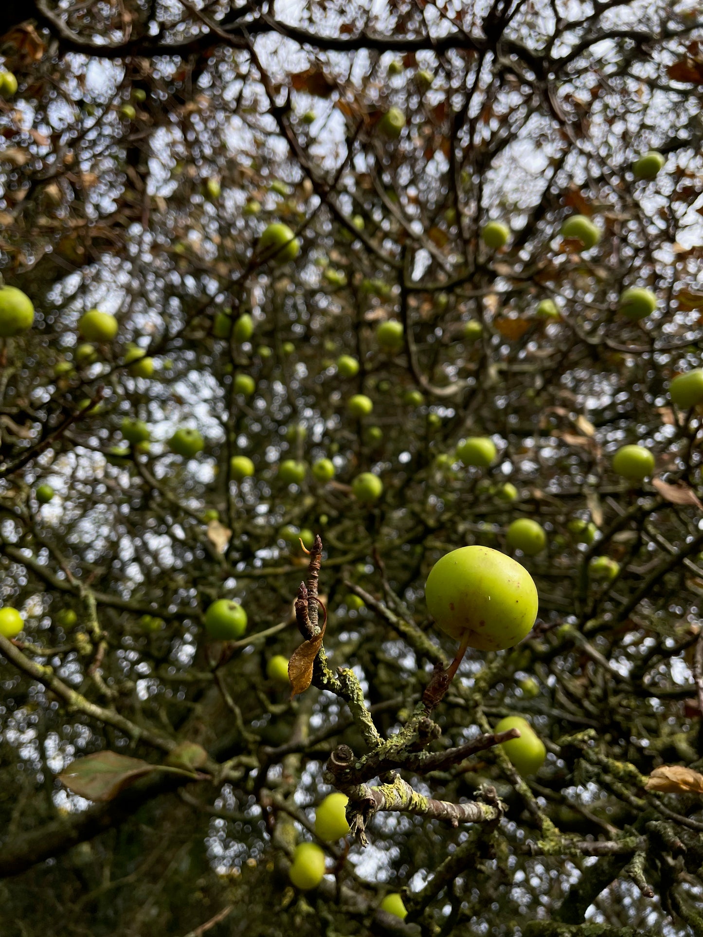 Crab Apple - Malus sylvestris