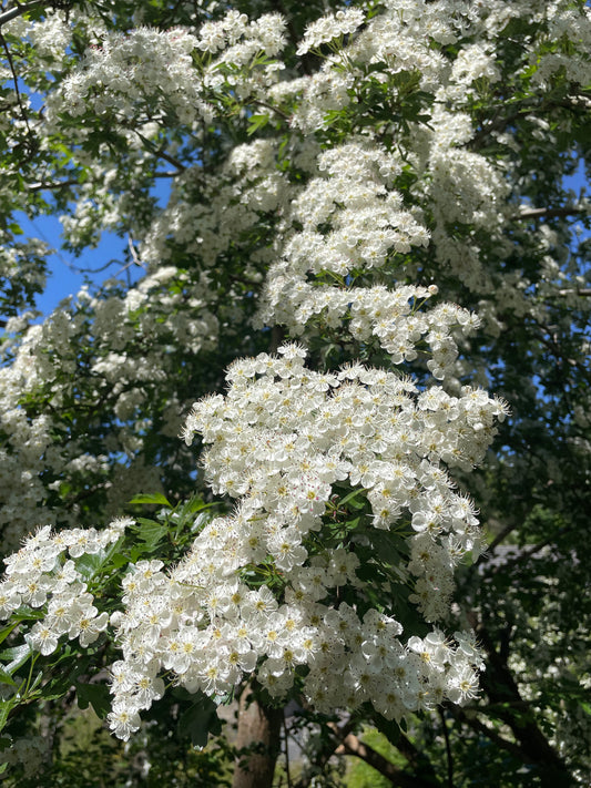 Hawthorn - Crataegus monogyna