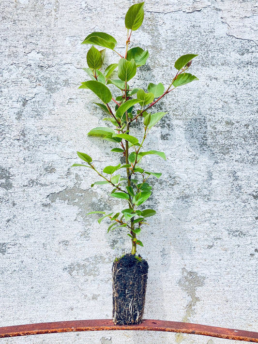 Italian Alder - Alnus cordata