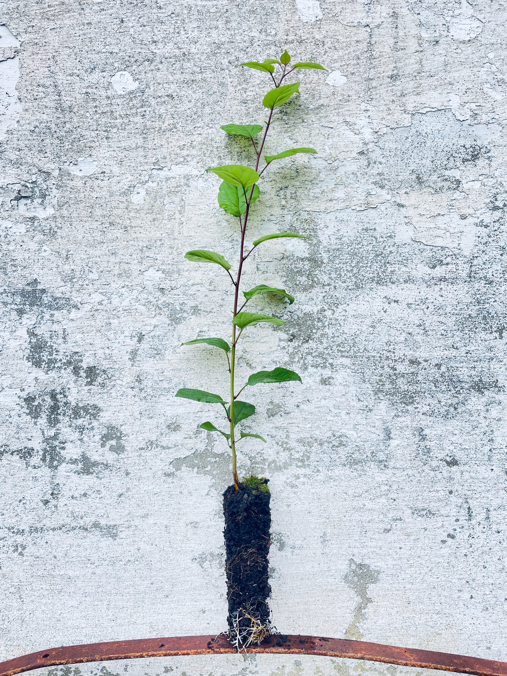 Crab Apple Saplings -Malus sylvestris | Organic & Cell-grown |from 90p ...