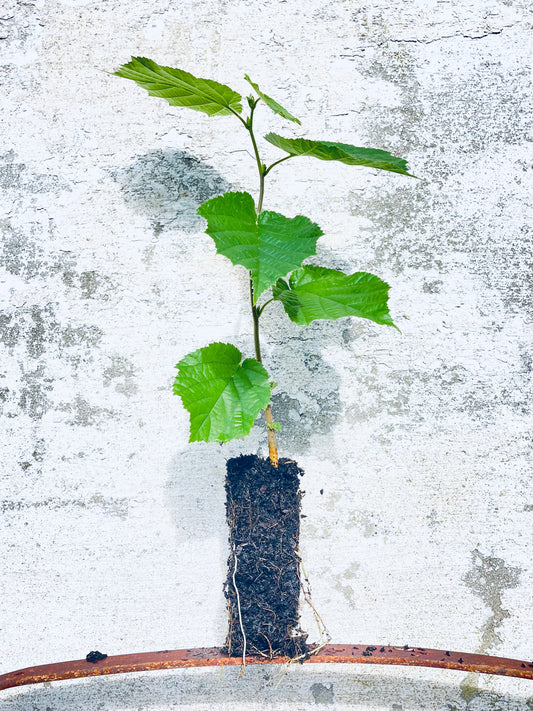 Hazel - Corylus avellana