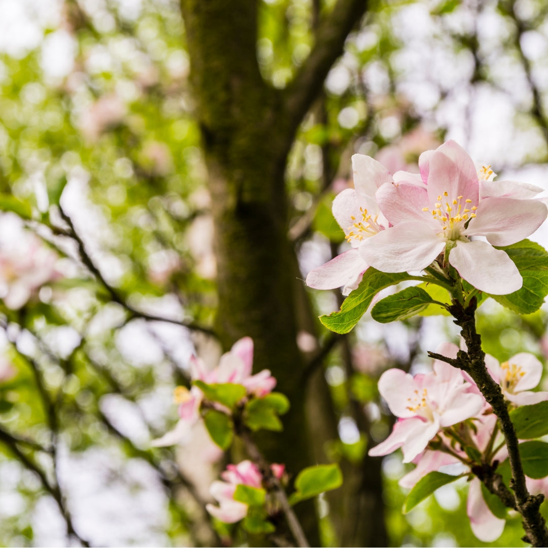 Crab Apple - Malus sylvestris